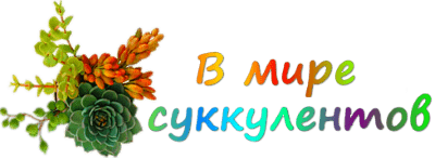 В мире суккулентов